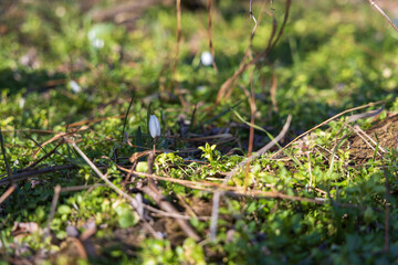 Spring white flower Snowdrop - Galanthus in wild forest