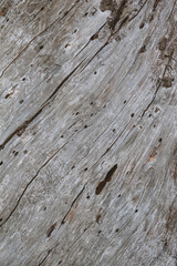 Obraz premium Natural relief background of tree bark