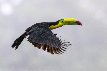 Ramphastos sulfuratus, The keel-billed toucan, in flight