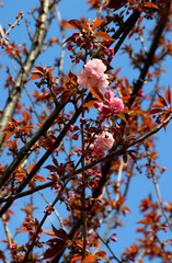Branches of white and pink cherry tree (sakura) in full bloom on a background of bright blue sky
