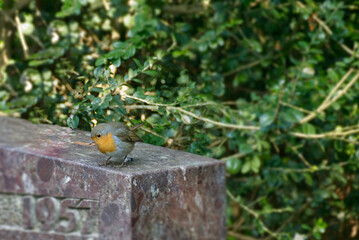 European robin (Erithacus rubecula) sitting on a stone in Zurich, Switzerland