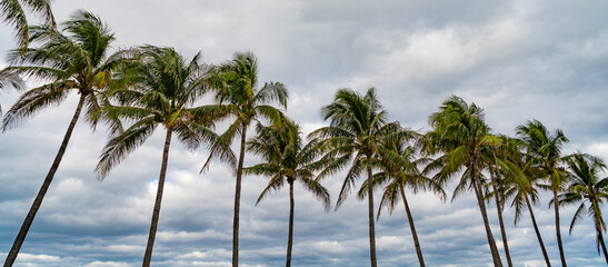 Obraz premium Palm tree. Summer vacation in Florida. Palm tree of California. Tropical beach in Miami. Tropical outdoor scene with palm tree. Tropical summer vacation. Exotic nature. Lush palm foliage
