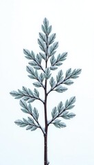 Obraz premium Snowy forest branch isolated on white background, solitary, snowflake, frost