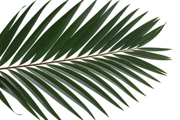 Obraz premium A Single, Vibrant Green Palm Frond Isolated on White