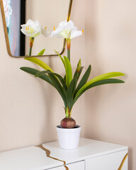 Vase against a light-colored wall, flowers in a vase, vase in the interior