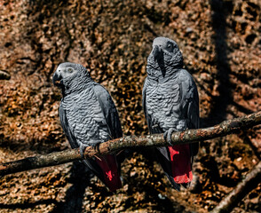 African grey parrots on the branch. Latin name - Psittacus erithacus	
