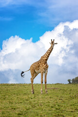 A mature male Masai giraffe, Giraffa tippelskirchi, against a summer sky. Masai Mara, Kenya.