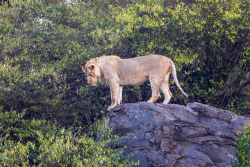 A juvenile male lion, panthera leo, on a rocky outcrop on the Masai Mara, Serengeti border. This cat has taken a high vantage point to watch for prey.
