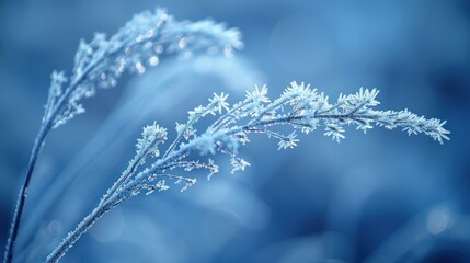 Obraz premium Frozen Winter Wonderland: Delicate Ice Crystals on Grass Blades