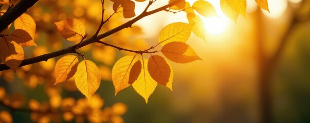 Sunlit yellow leaves shimmer on the tree's limbs in an autumn landscape, branch, sunny, color palette