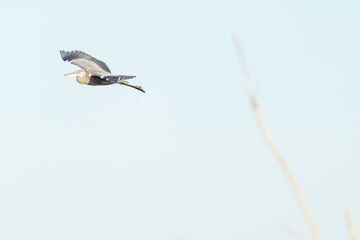 GARZA AZUL (Ardea Herodias) EN PLENO VUELO