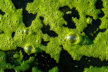 ABSTRACCIÓN DE ESPUMA VERDE EN EL AGUA