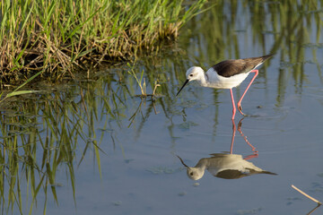 CIGÜEÑUELA COMÚN (Himantopus Himantopus)
