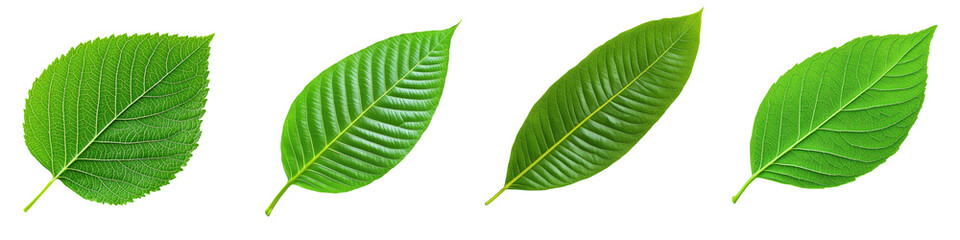 Obraz premium Isolated green leaf nature image close-up botanical concept