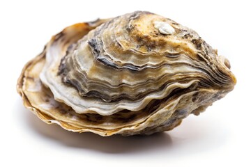 Minimalist Closed Oyster Shell on White Background &ndash; Natural Texture and Patterns