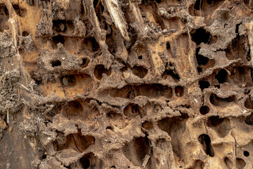 Old rotten stump in macro photography 