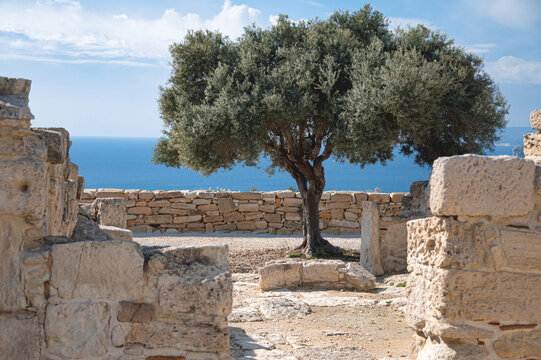 Scenic olive tree growing among the ruins of Kourion, an ancient greek city-kingdom, with the Mediterranean sea in the background. Cyprus