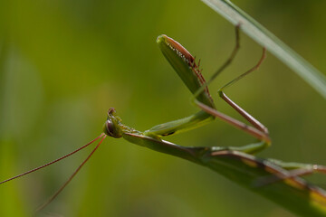 Mante religieuse à l'envers