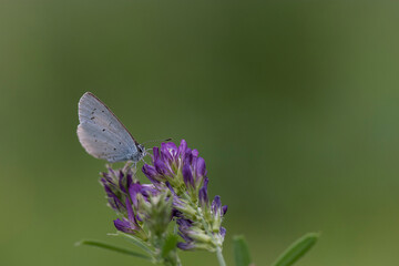 Azuré des nerpruns (Celastrina argiolus)