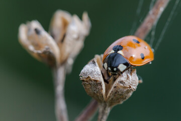 Coccinelle (Coccinella septempunctata)