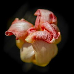 Fleur de tulipe fan&eacute;e