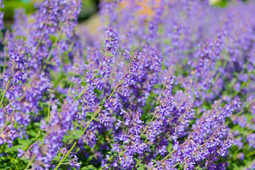 Purple lavender bloom in nature. Composition of nature. Summer blooming flower. Blooming flower field. Field of lavender. Lavender flower in summer. France Provence field. Lavender oil