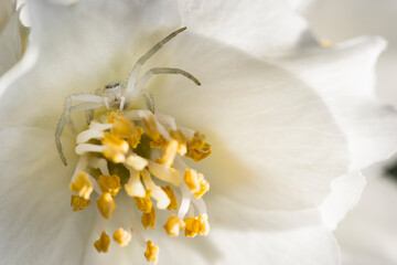 Araign&eacute;e cam&eacute;l&eacute;on