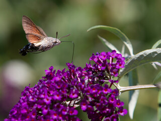 Moro sphinx
