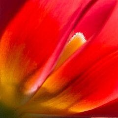 Vue sur l'intimit&eacute; d'une tulipe