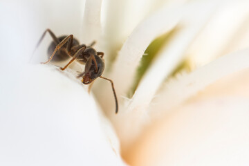 Fourmi dans une fleur de rhododendron