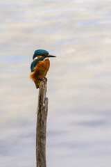 Martin P&eacute;cheur