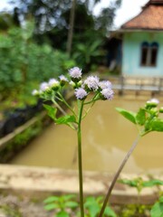 Closeup shot of the Ageratum conyzoides flower