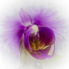 Introspection