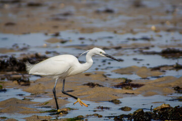 Aigrette garzette