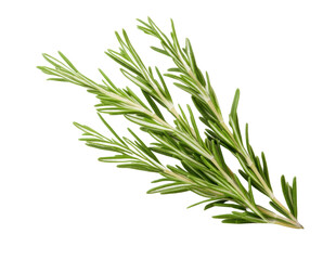 Fototapeta premium Fresh rosemary herb on black background captured in high detail, cut out