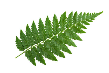 Vibrant green fern leaf on black background, cut out