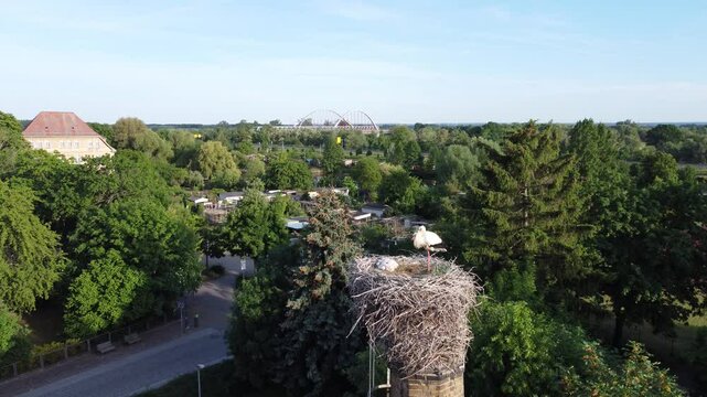 St&ouml;rche im Nest
