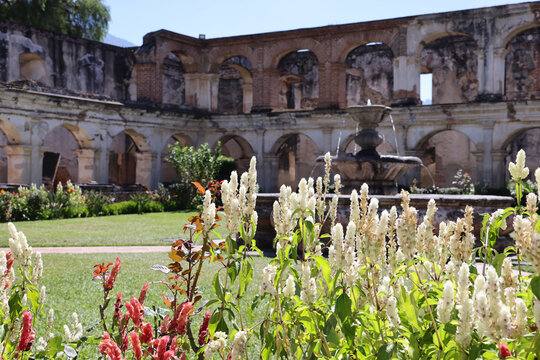Flowers Inside the Convent of Santa Clara in Antigua, Guatemala