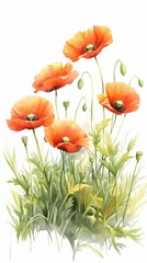 Fototapeta premium Vibrant Orange Poppies Surrounded by Lush Greenery in Bloom
