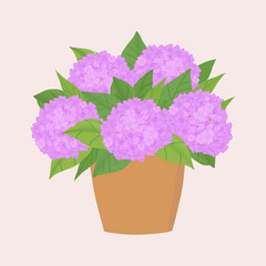 Potted hydrangea. Vector purple and pink hand drawn hydrangea. Color illustration with potted plant. Hobby gardening. For printing and design.