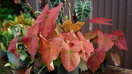 Caladium bicolor stands in a garden