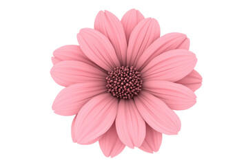 Vibrant pink daisy flower with detailed petals and center, cut out