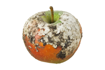 a rotten apple with a green leaf sticking out of it Cutout and isolated and transparent background image