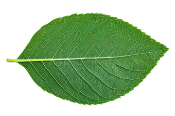 Detailed close-up of a vibrant green leaf with visible veins on black background, cut out