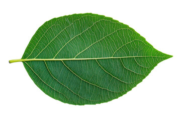 Vibrant green leaf with detailed veins on black background, cut out