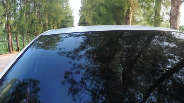 Reflection of pine trees on car windshield