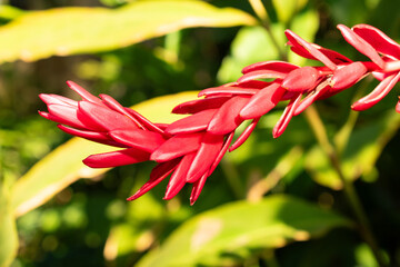 Red ginger or Alpinia Purpurata plant in Zurich in Switzerland 4.3.2025