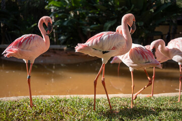 Flamingos in a serene pond, standing in the sun