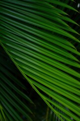Close-up of Vibrant Green Palm Leaf Creating a Lush Tropical Texture