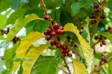 Coffea Arabica plant in Zurich in Switzerland 4.3.2025